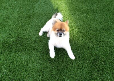 Turf Doctor